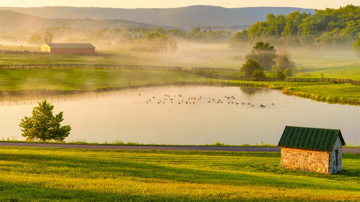 Fog and early sun creates a sense of tranquility. Canada geese inhabit the pond.