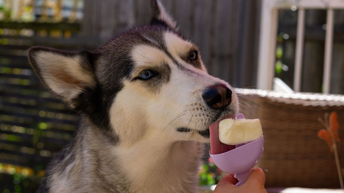 A stock image of a husky licking a popsicle to stay cool in the heat. 