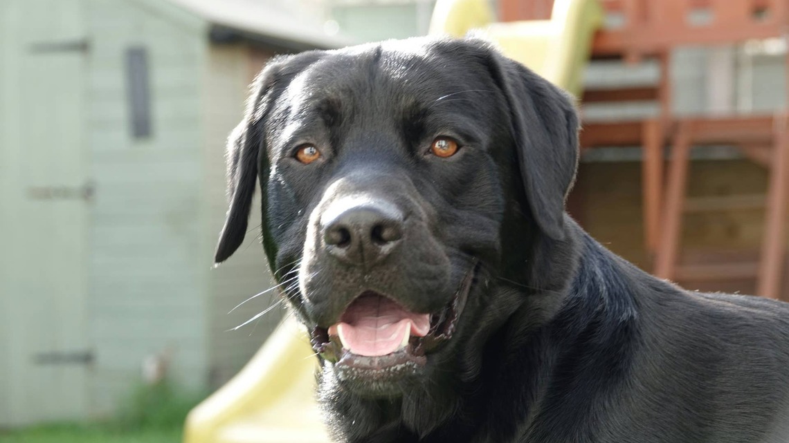 Black Labrador Hears Baby Cry and Contemplates 'Going to the Store for Kibble and Never Coming Back' 
