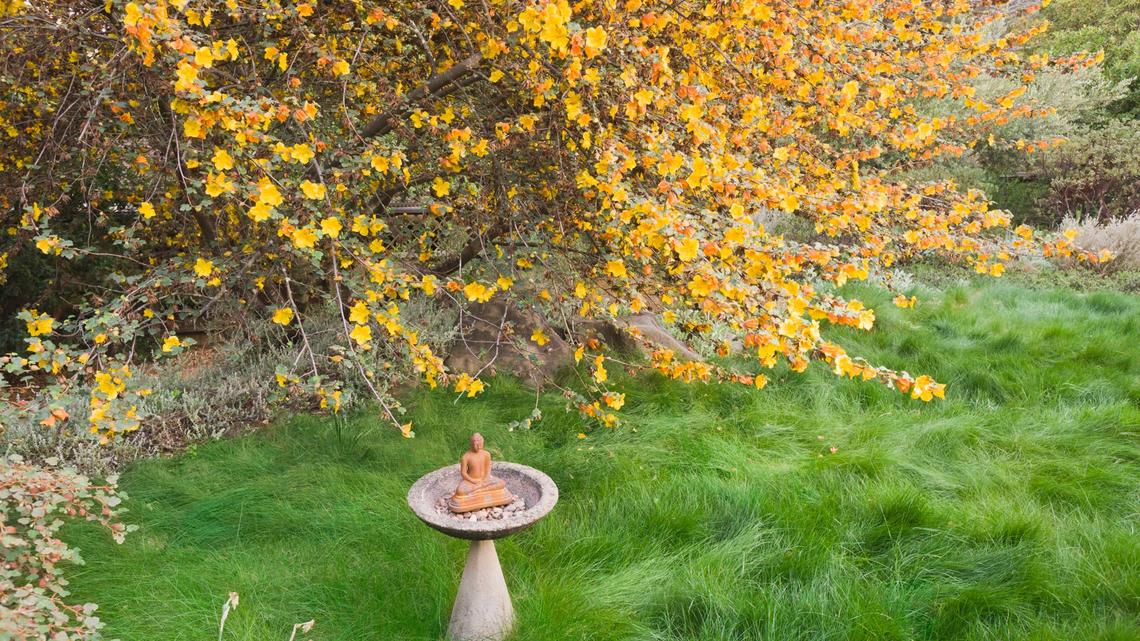 5 Types of Drought-Tolerant Grass Seed for a Lush Lawn-Even in Hot Climates 