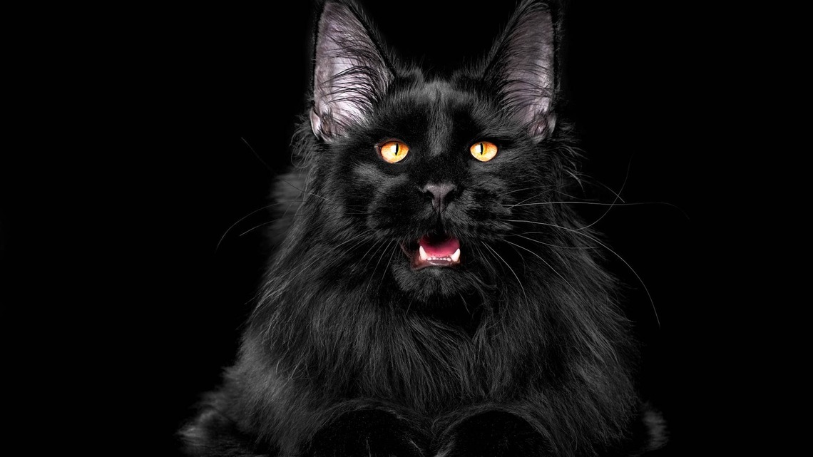 Black Cats Have Been Called Bad Luck for Centuries-but Their Real Story Will Melt Your Heart 