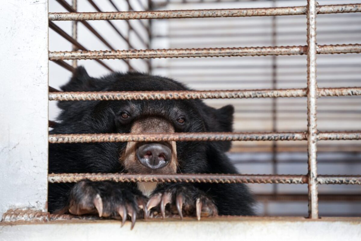  One of the bears in a cage. (Free The Bears via SWNS) 