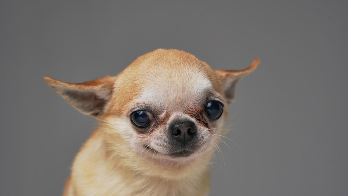 This Chihuahua's Sneaky Way of Getting Into Restaurants Is So Cute 