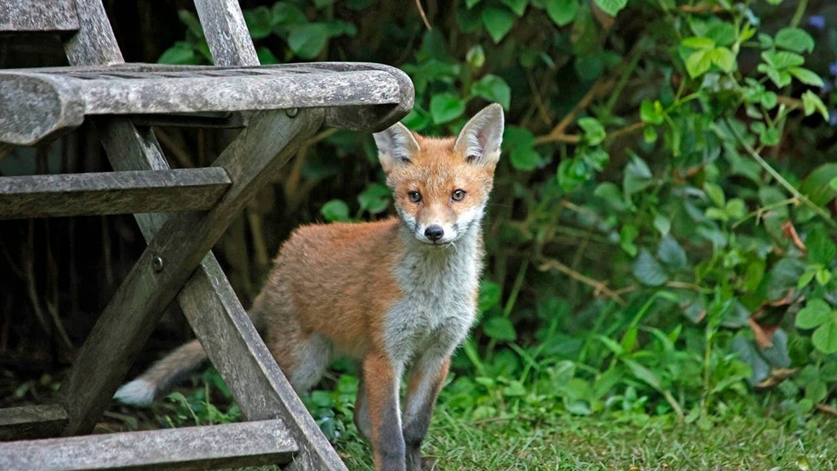 An urban fox cub playing and exploring in a neighborhood. 