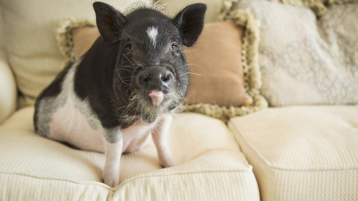 Piglet's Tiny Pucker Face After Trying Lemon Drops Has Everyone Crying Laughing 