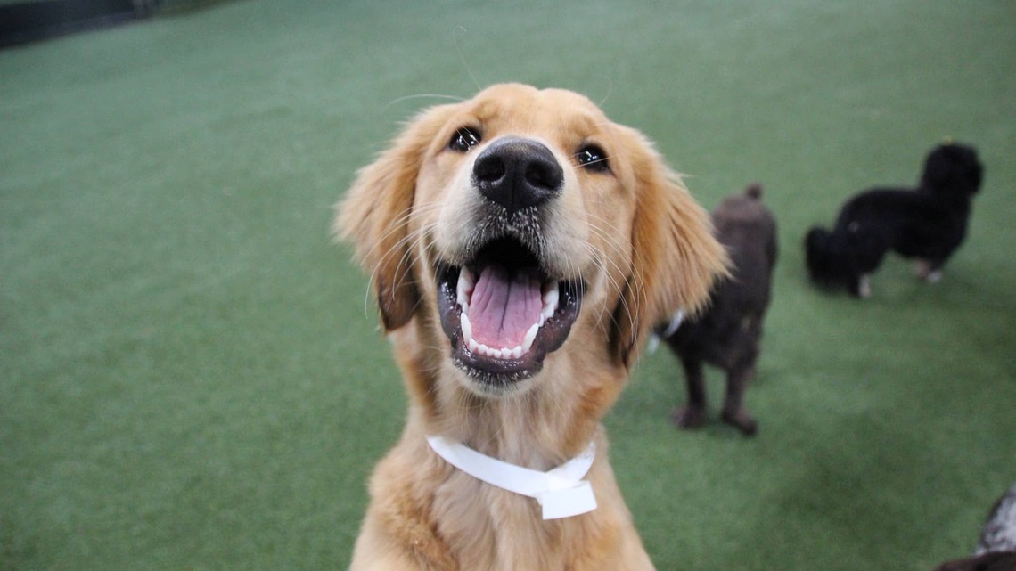 Doggie Daycare Reveals Unique 'Problems' Every Pup Has, and They're Hilarious to Watch 