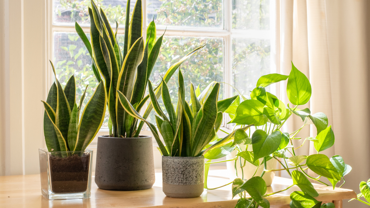 Indoor houseplants next to a window in a beautifully designed home or flat interior.