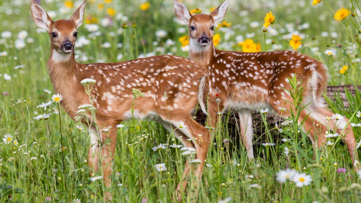 Two deer fawns in a field of flowers. 