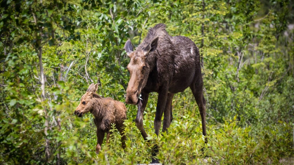 Traveler's Glacier National Park Trip Turns Terrifying After a Moose and Her Calves Get Far Too Close For Comfort 
