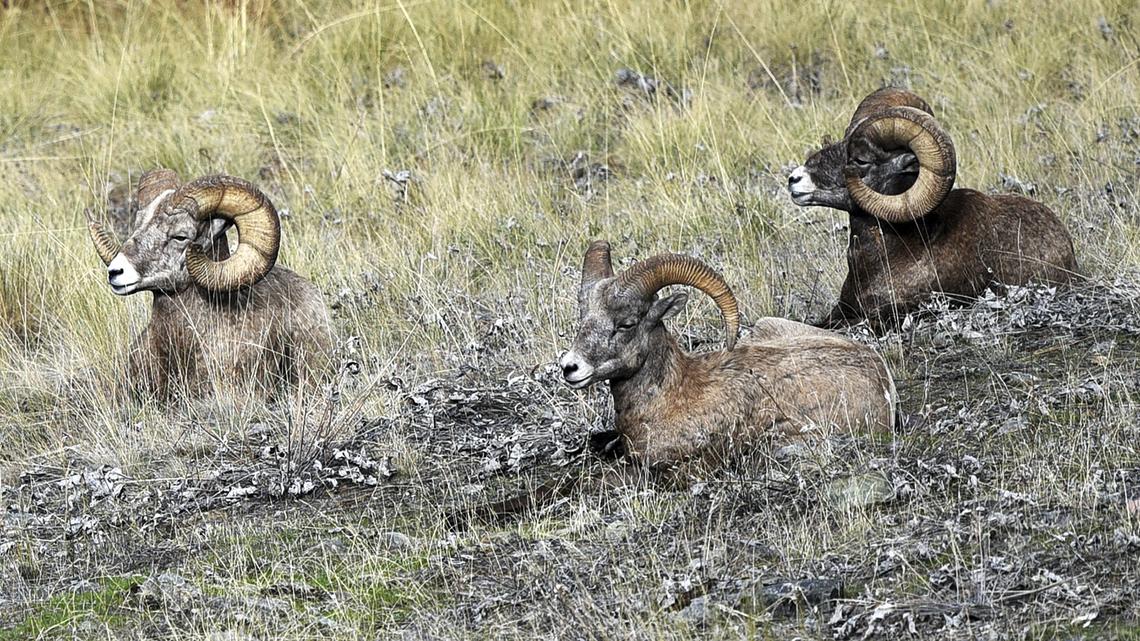 This file photo shows bighorn sheep resting on a hillside in northwestern Montana. Four bighorn were killed at Hanford this week.