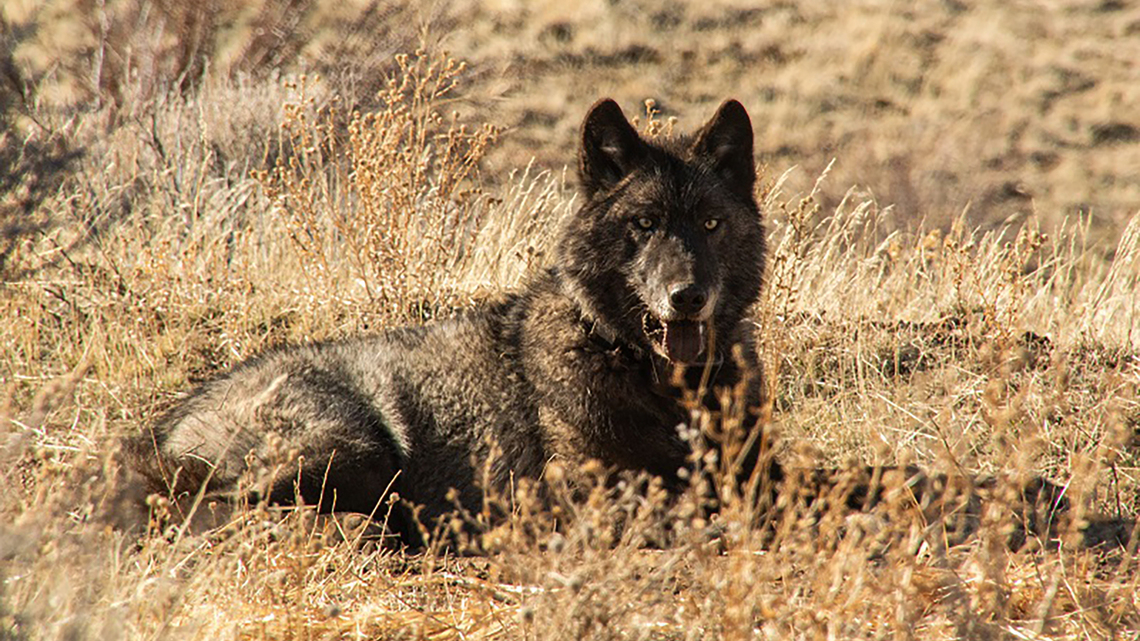 California wolves are eating much more cattle than wild prey, study finds 