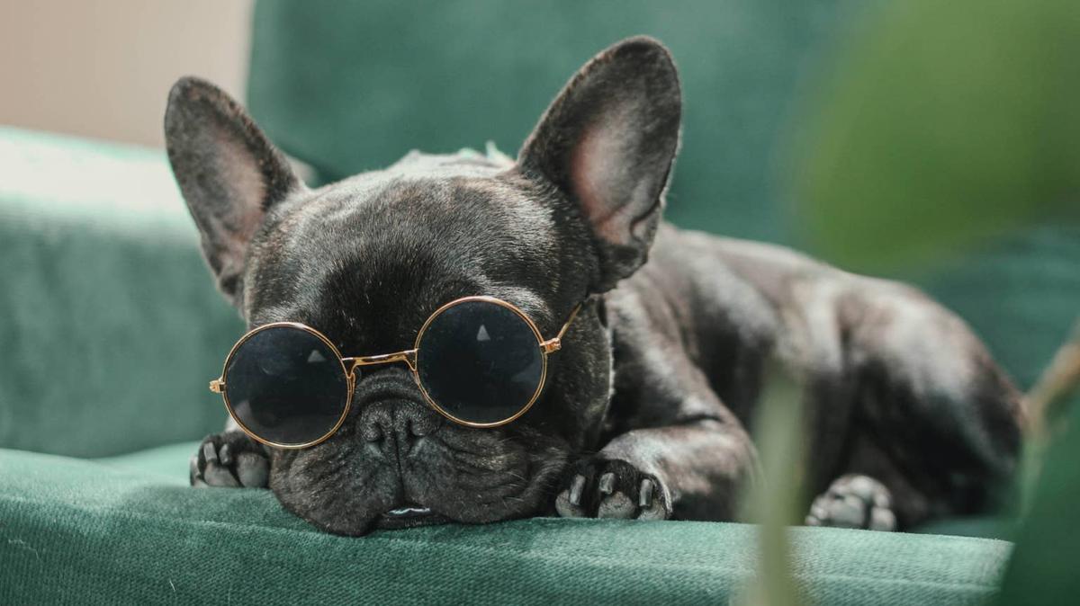 A French bulldog wearing circular sunglasses lying on a green couch.
