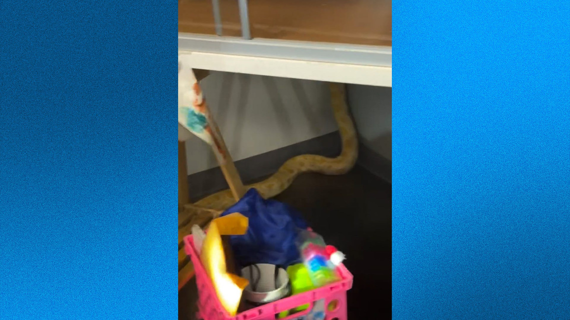 A python is blamed for school fire. Teacher says the snake is innocent