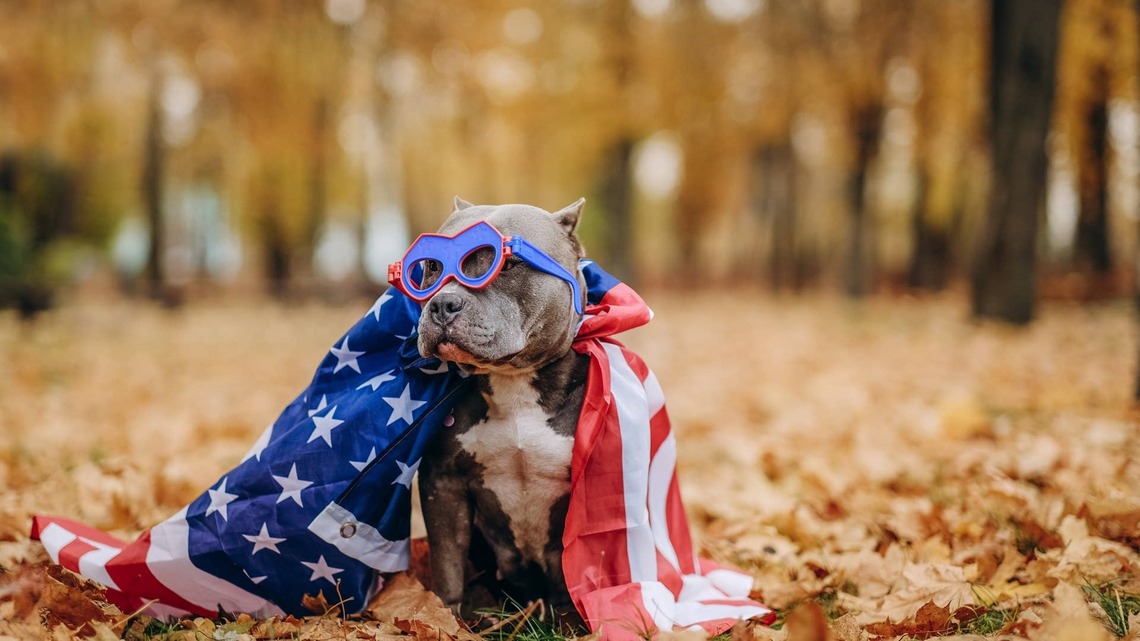 Marvel-Loving Dog Parents Will Get a Kick Out of Popshelf's $5 Fetch Toy