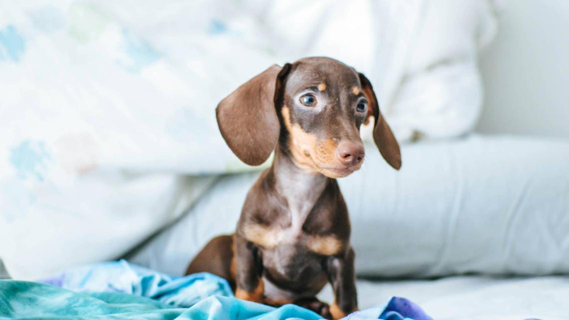 Adorable Dachshund Craft Is the Perfect Weekend DIY for Dog Lovers 