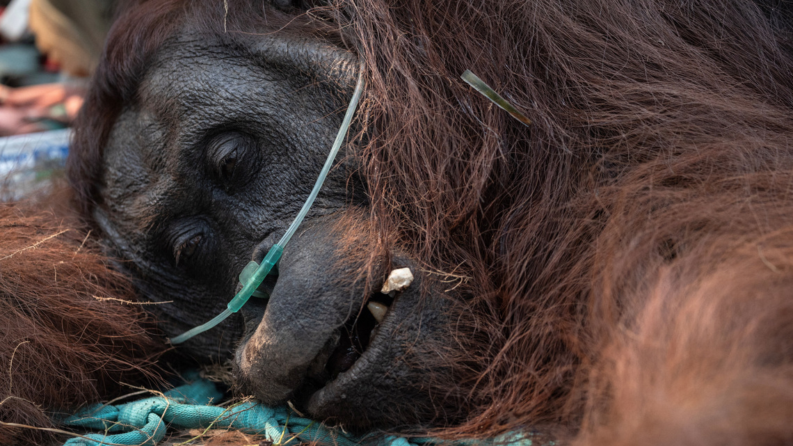 Orangutan rescued from fire zone in Indonesia's Borneo, battles respiratory illness 