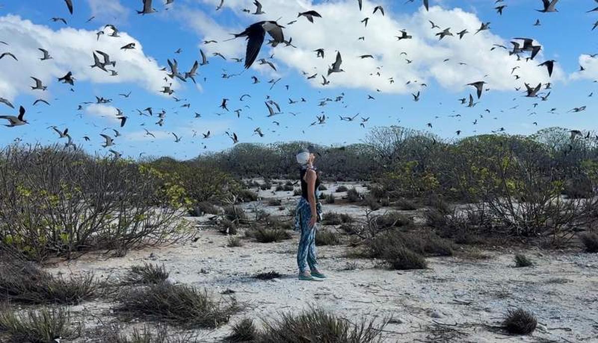  Cook Island bird sanctuary is a spectacular spot for up close and personal bird viewing. Photo credit: Kinga Philipps 