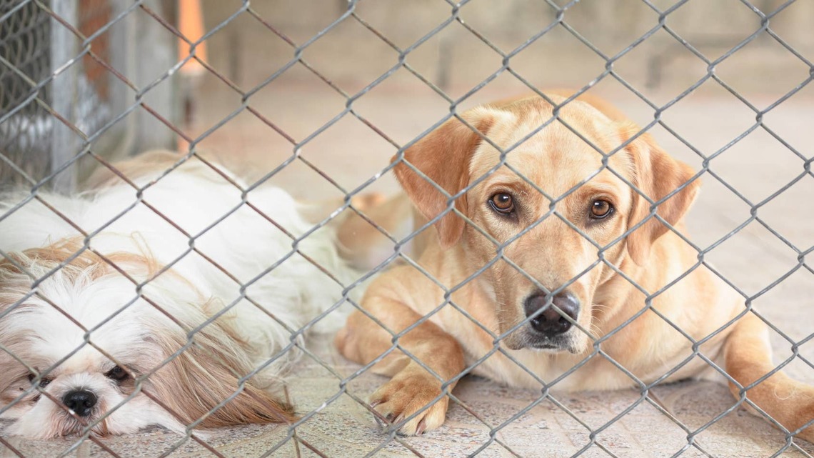 Animal Shelters Face Their Biggest Crisis in August-Here's Why