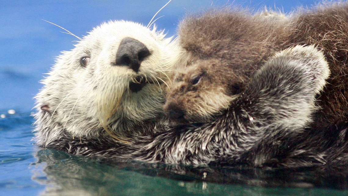 Woman Gets Unbelievably Close to Napping Sea Otter Mom and Baby-and the Internet Is Jealous 