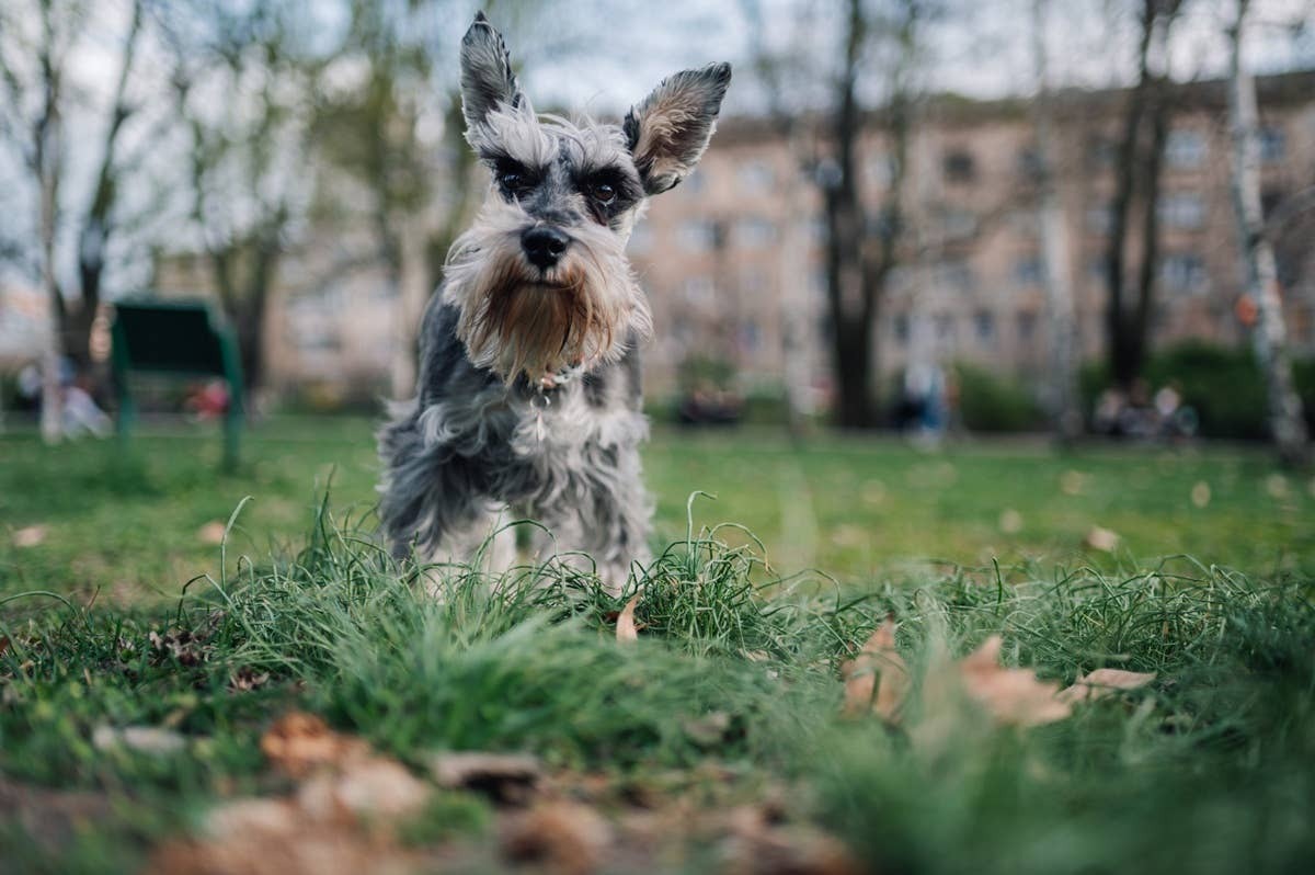  A popular dog known for its loyalty, trainability, and alert nature.