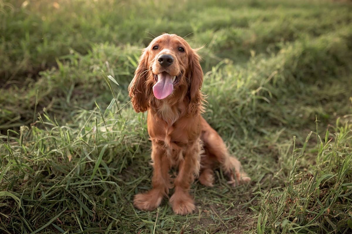  Irish Setters look and act like Golden Retrievers.