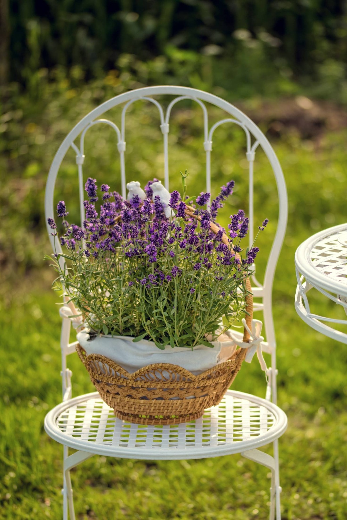  beauty and fresh lavender in the flower potbeauty and fresh lavender in the flower pot.