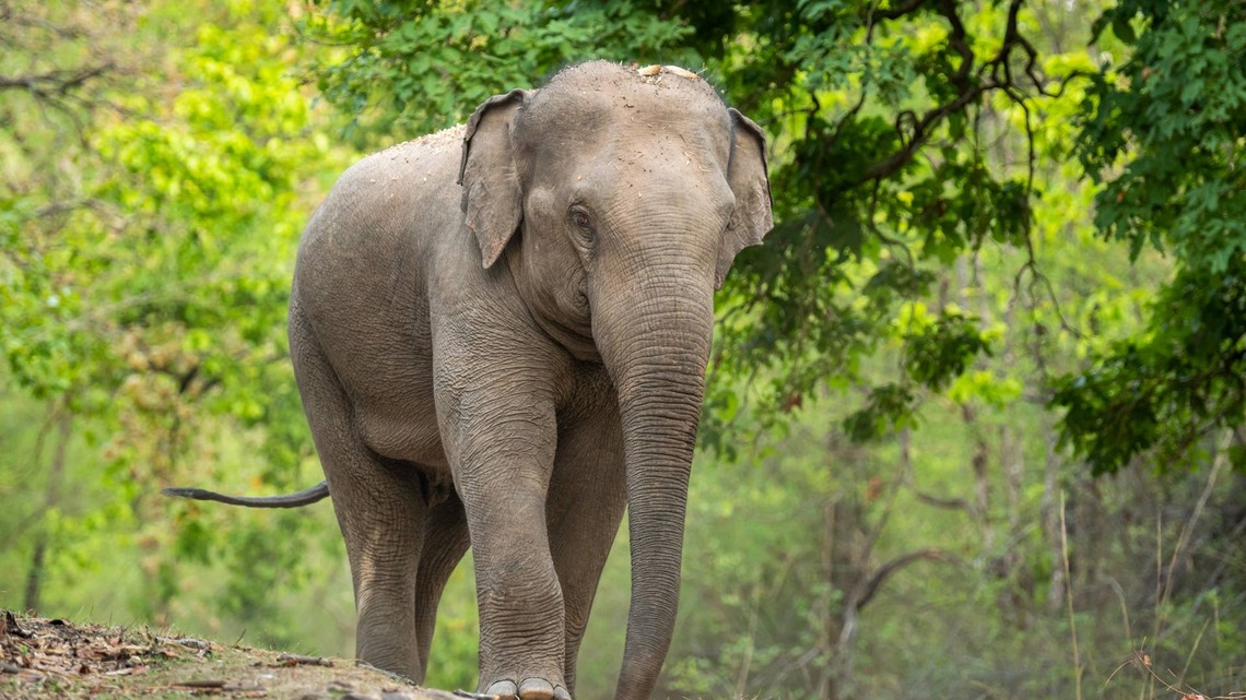 Rescued Elephant Basking in Her New Life of Freedom Is Making People Emotional: ‘You Can Tell She's Happy' 