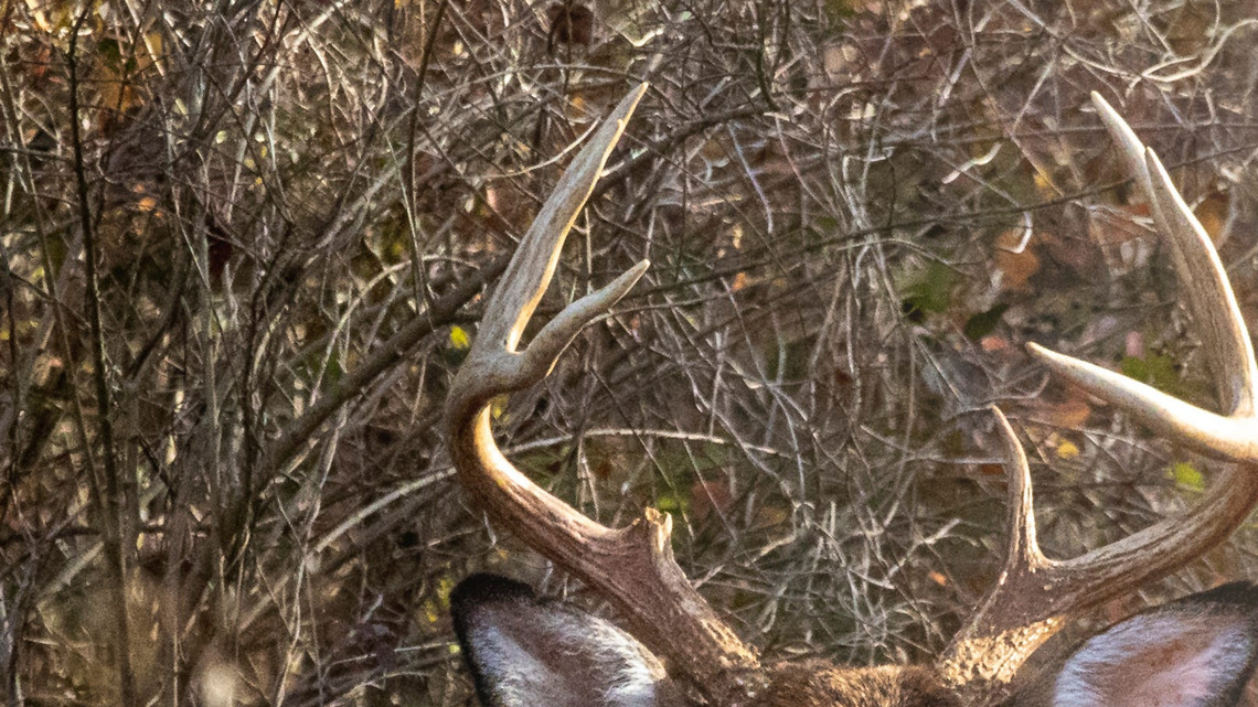It's deer hunting season in Ohio. This is where hunters are having success 