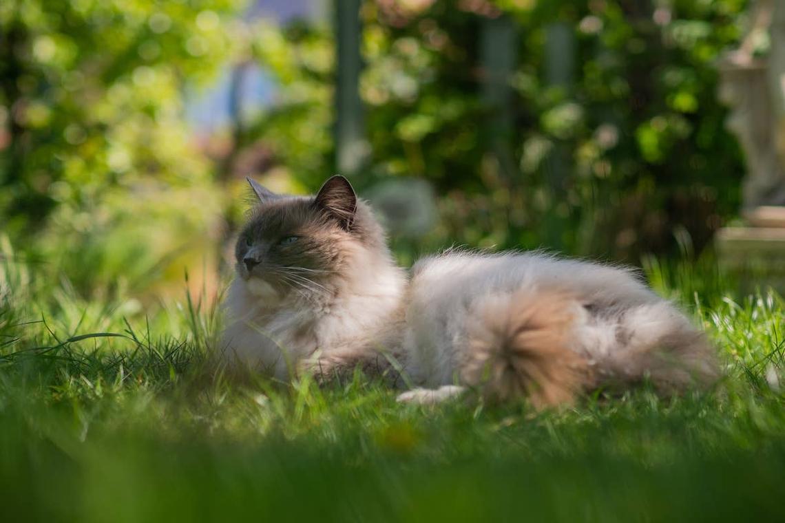  Ragdoll cat sitting outside. 