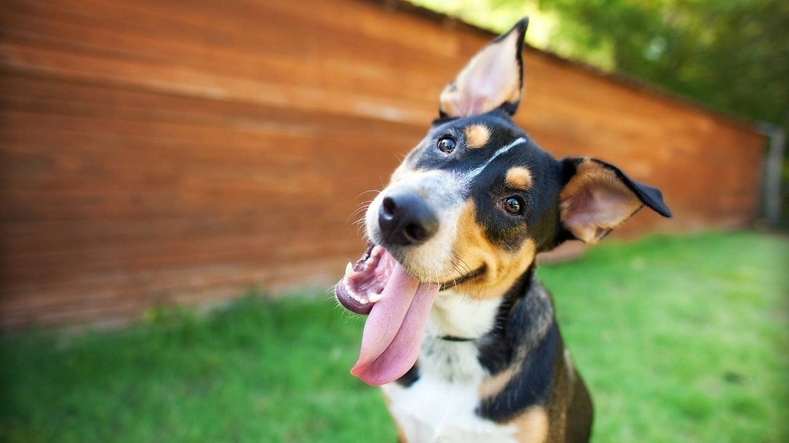 6 Signs Your Dog Has the Soul of a Puppy (No Matter Their Age), Says a Vet 