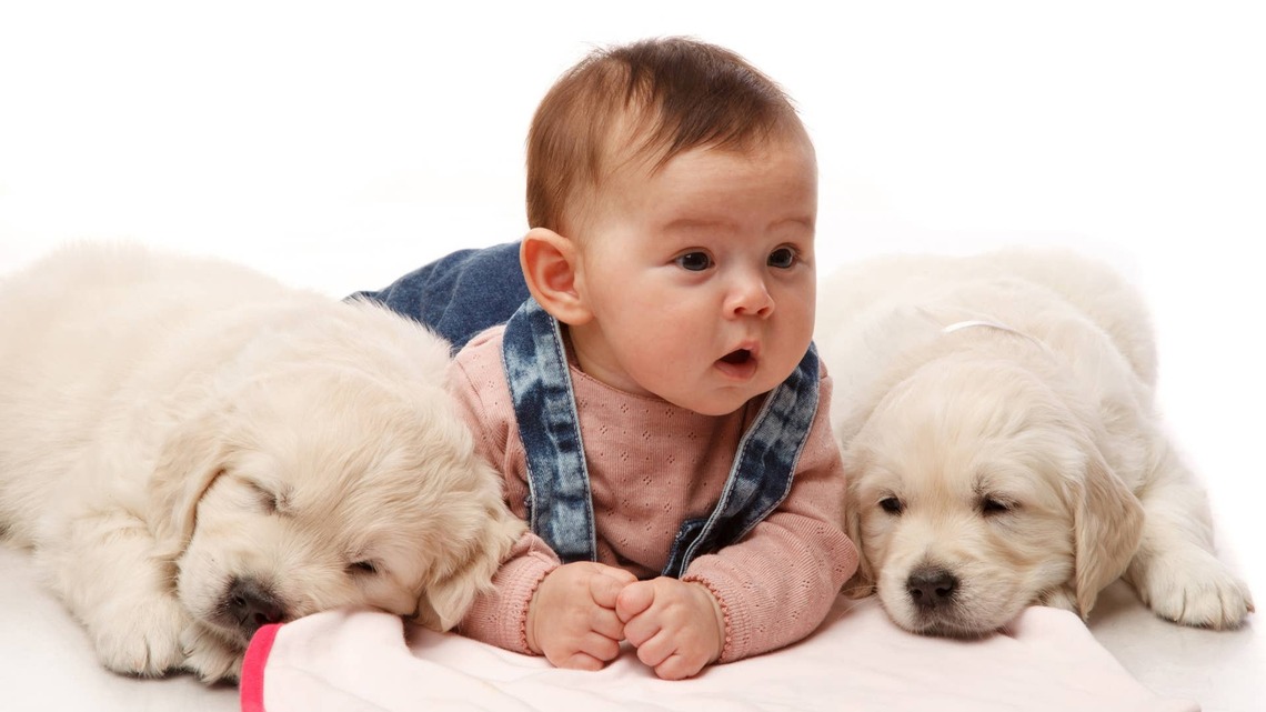 Golden Retriever Knows Exactly How to Keep Cute Baby's Favorite Game Going 
