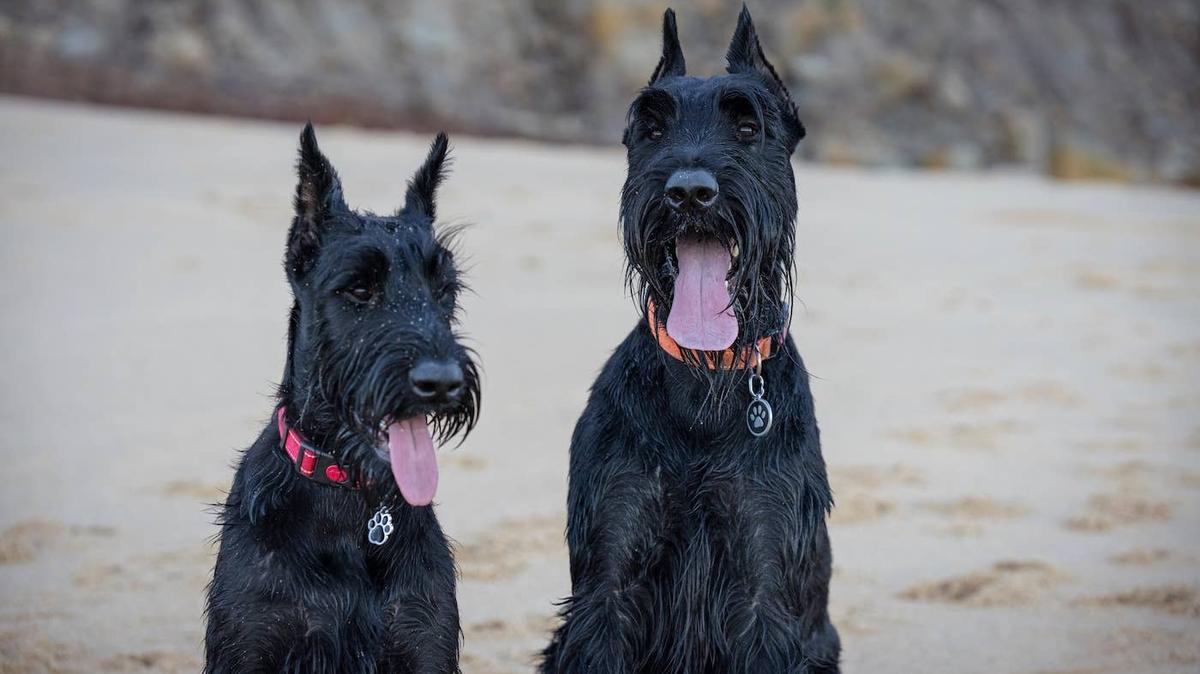 Giant Schnauzer playing with a ball.