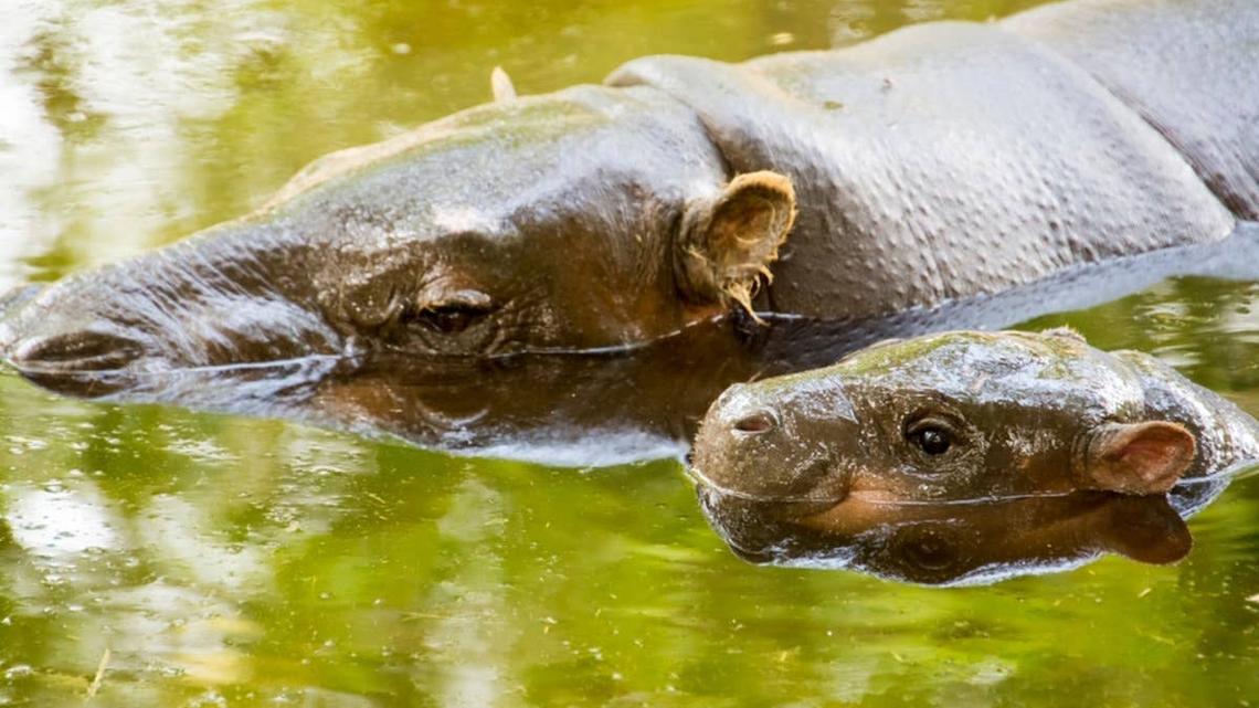 Tanganyika Wildlife Park Shares Cool Unknown Fact About Pygmy Hippos 
