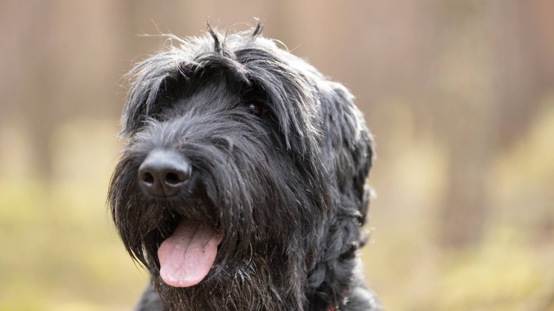 Giant Schnauzer Sneezes, Then Immediately Chooses Violence