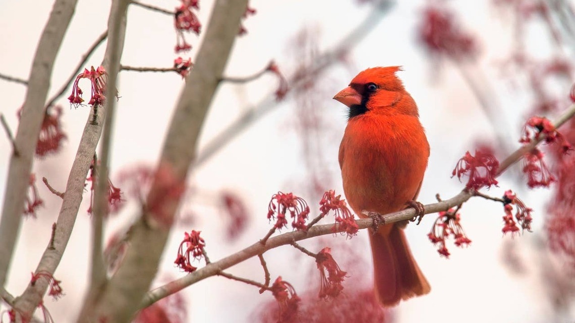 If You See These Birds, They May Be Signs a Loved One Is Watching Over You 