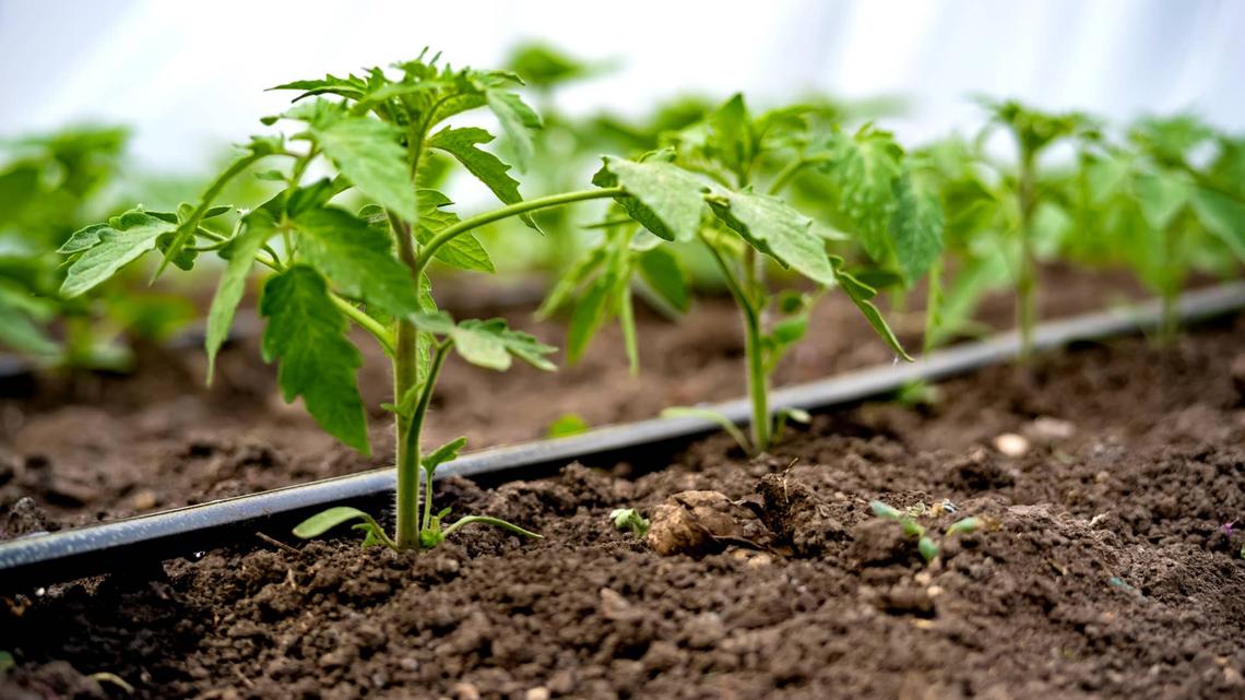7 Vegetable Seeds to Direct Sow in May for an Abundant Summer Harvest 