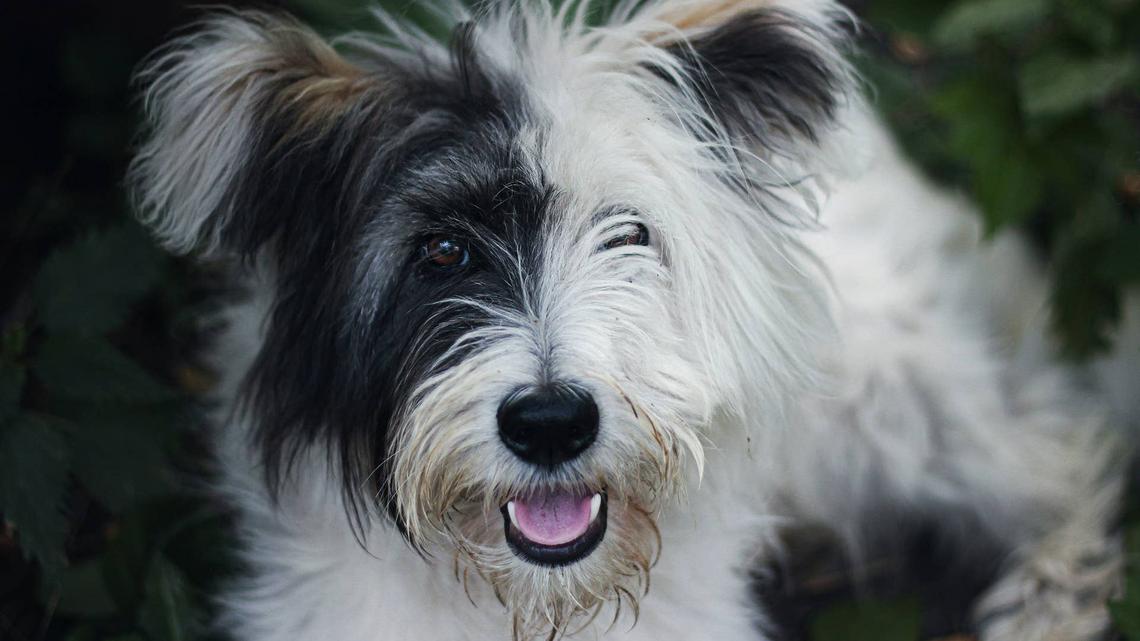 Medical Alert Dog Detects Emergency From 2 Houses Away and Instantly Springs Into Action 