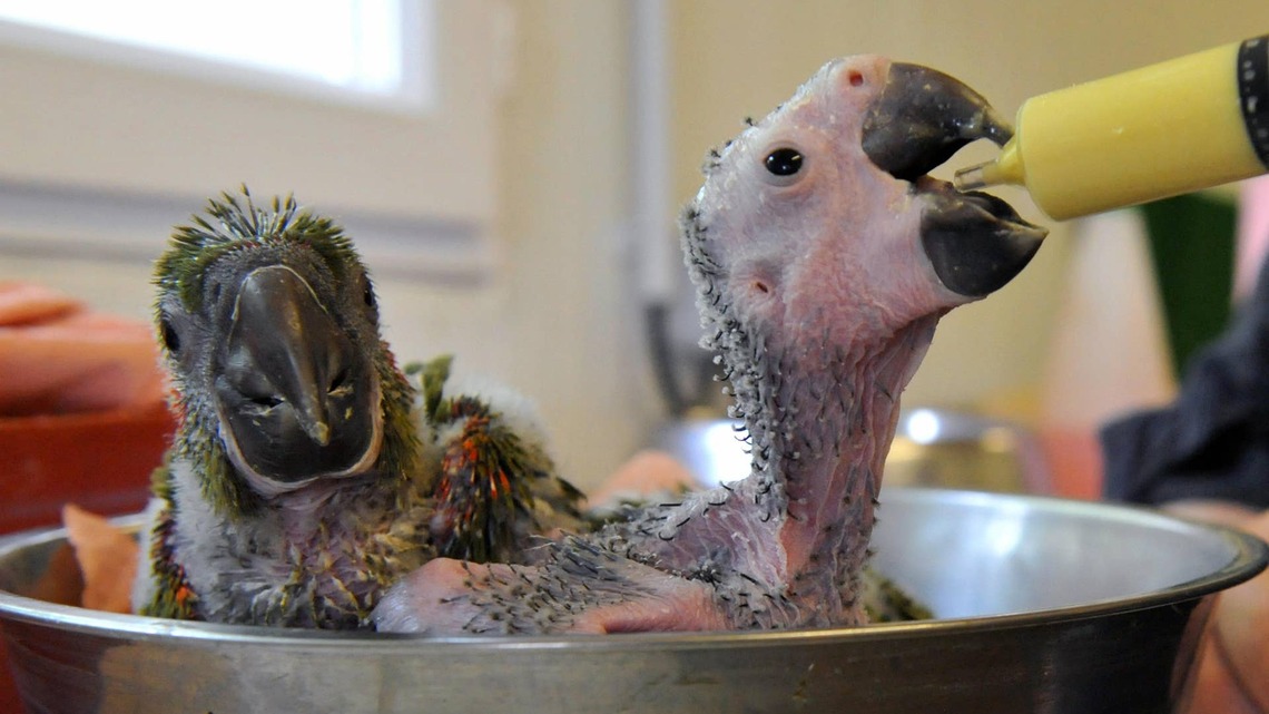Precious Rescued Catalina Macaw Baby Is in a 'Default State of Gentle Bewilderment' 