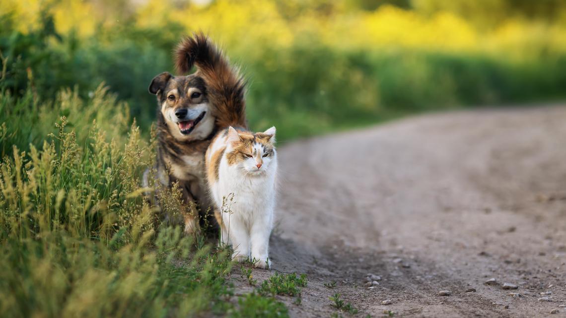 Kitten Doesn't Not Recognize Dog After Being Groomed, Hysterics at Response 