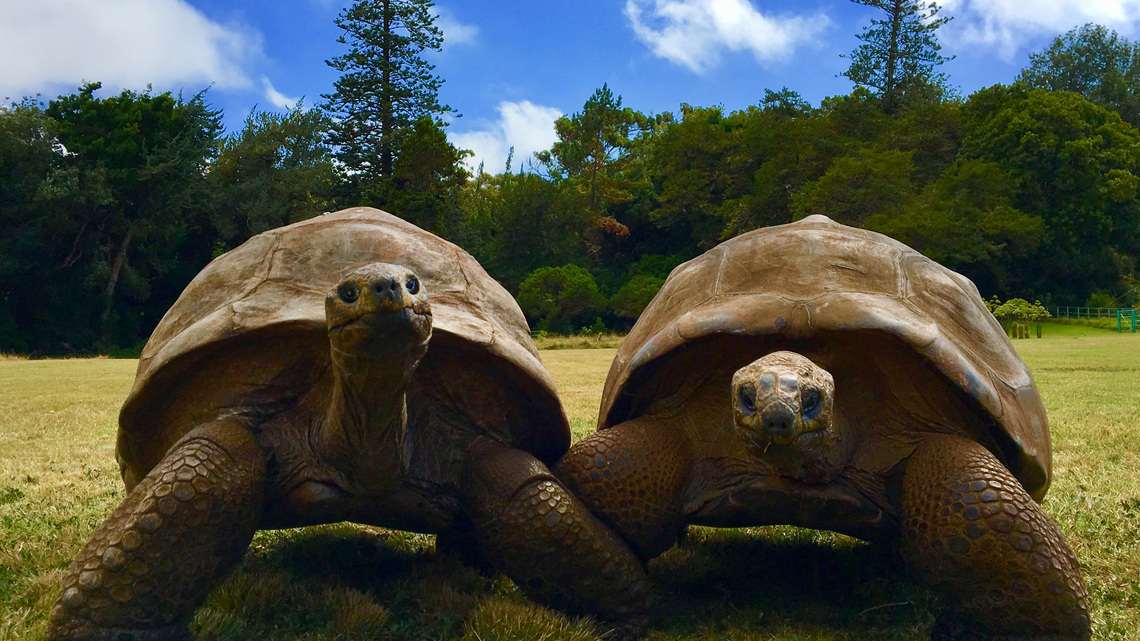 A 194-year-old tortoise, world's oldest land animal, may hold clues to longer life 