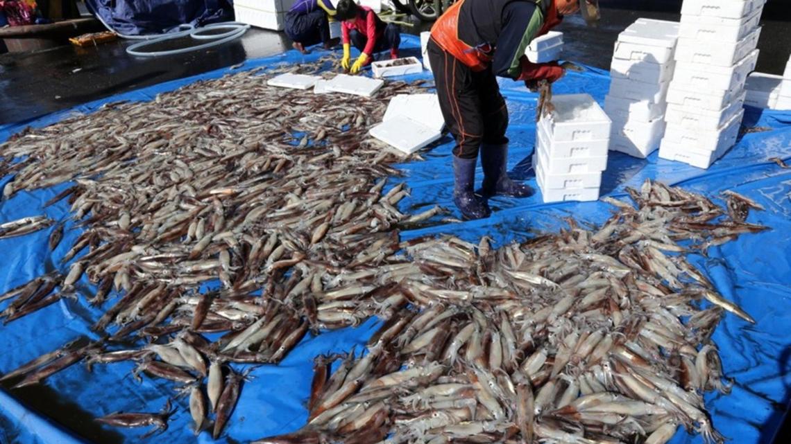 Gyeongbuk's 10-ton fishing fleet shrinks as squid stocks fall
