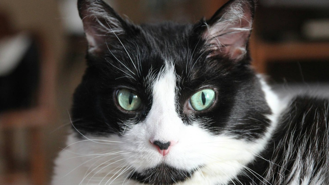 Tuxedo Cat Got the Most Adorable 1st Birthday Party and Was Immediately Overwhelmed by All of It 