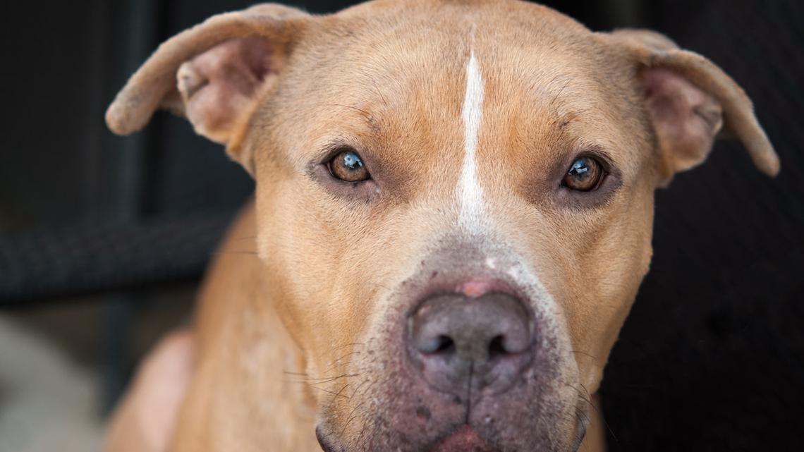 Close up portrait of an American Bully.