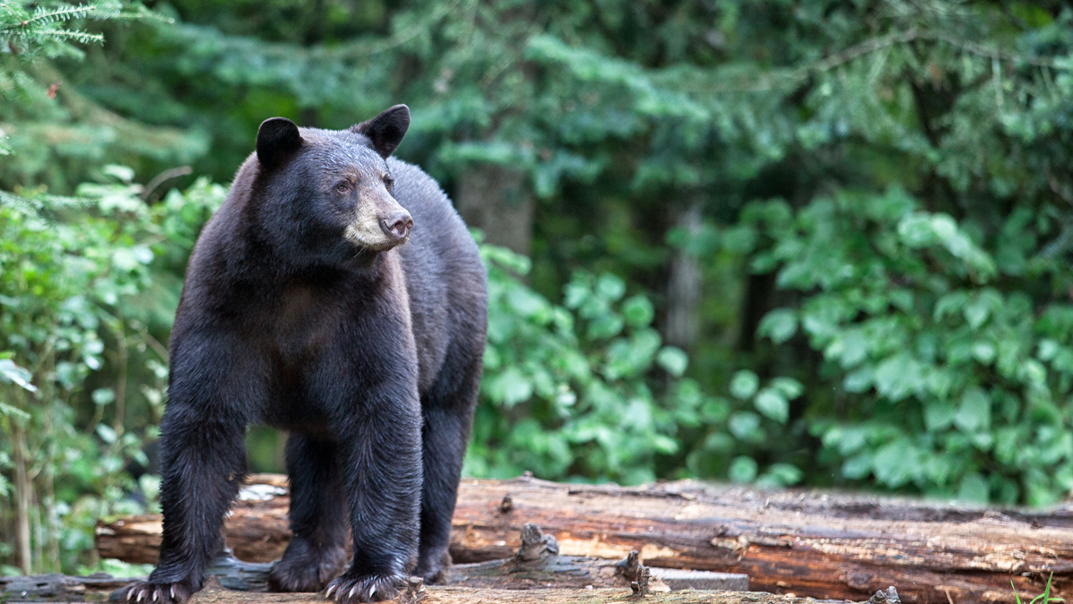 Black bears showing up in Allegheny County, in places where they don't live, happens this time of year in Pittsburgh. (Dreamstime/TNS)