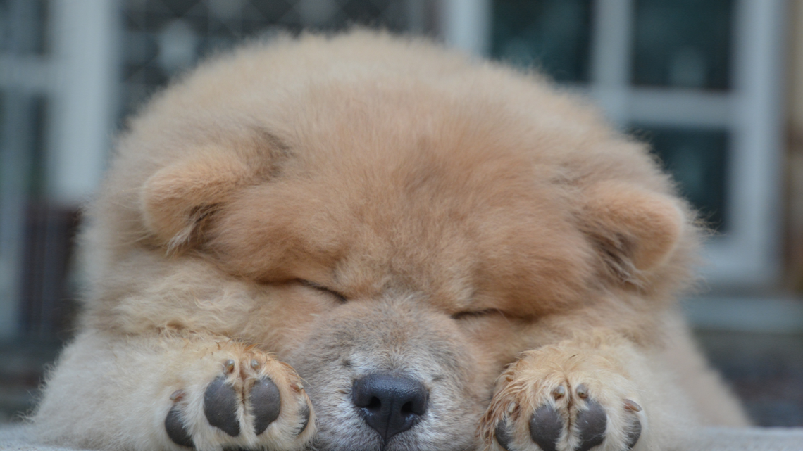 Chow Chow Proves You Can Be a Guard Dog Without Getting Up 