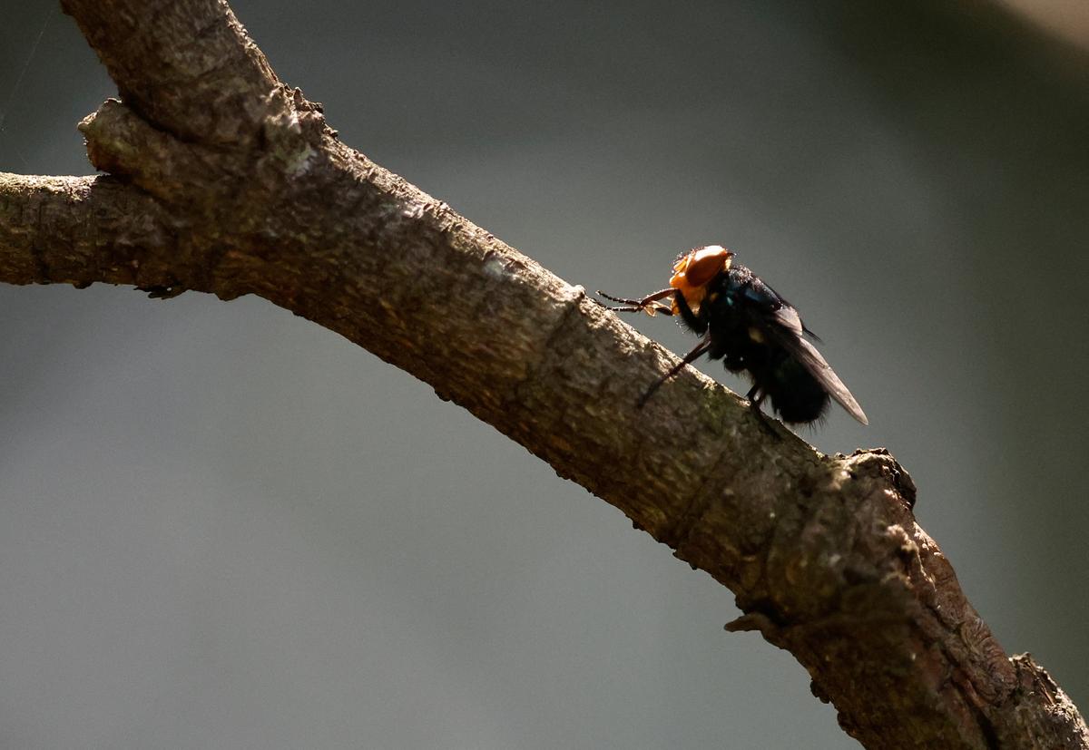 A screwworm fly stands on a branch of a plant at a bio-factory in Metapa de Dominguez, Mexico, October 17, 2025. REUTERS/Daniel Becerril