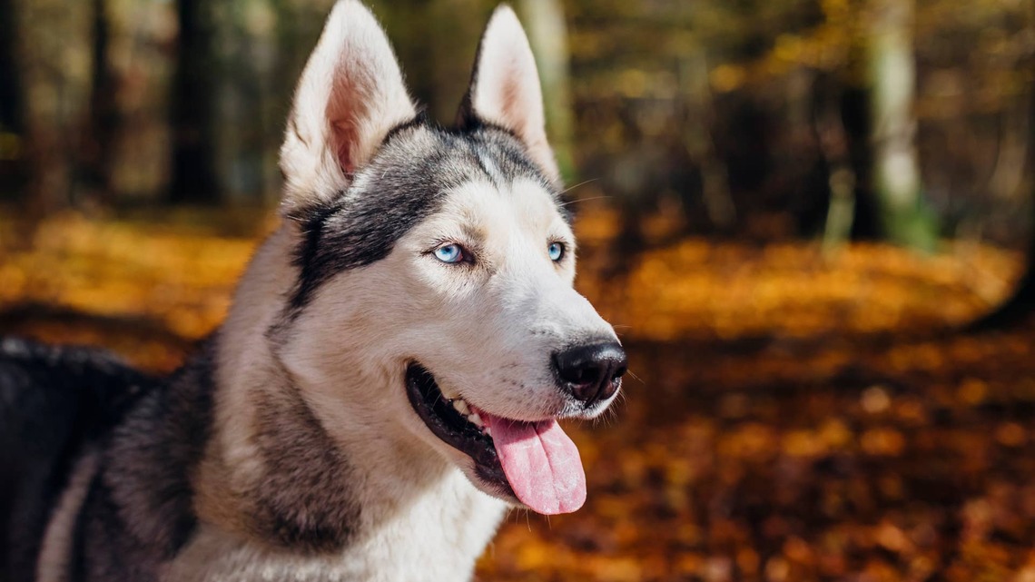 Pit Bull-Husky Mix Loves To Sing in the Shower, and It's the Greatest Thing Ever 