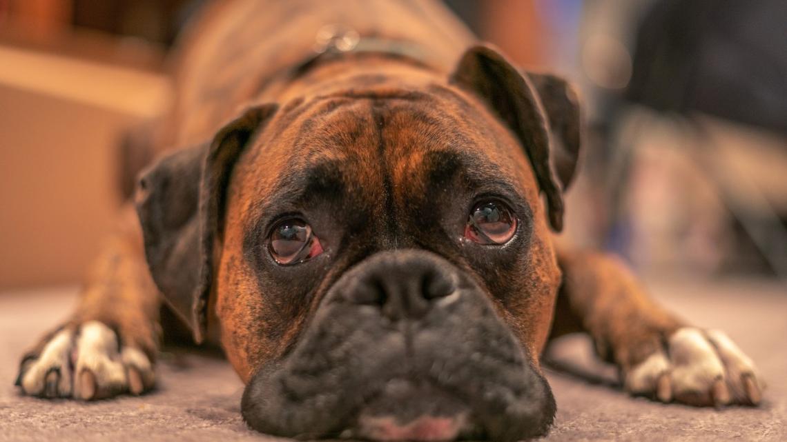 Boxer's Adorable Reaction to This Scene From 'Clifford the Big Red Dog' Is Too Cute to Miss 