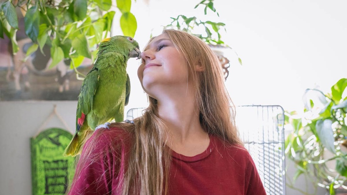 Are Parrots Good Pets? 7 Things Vets Want You to Know