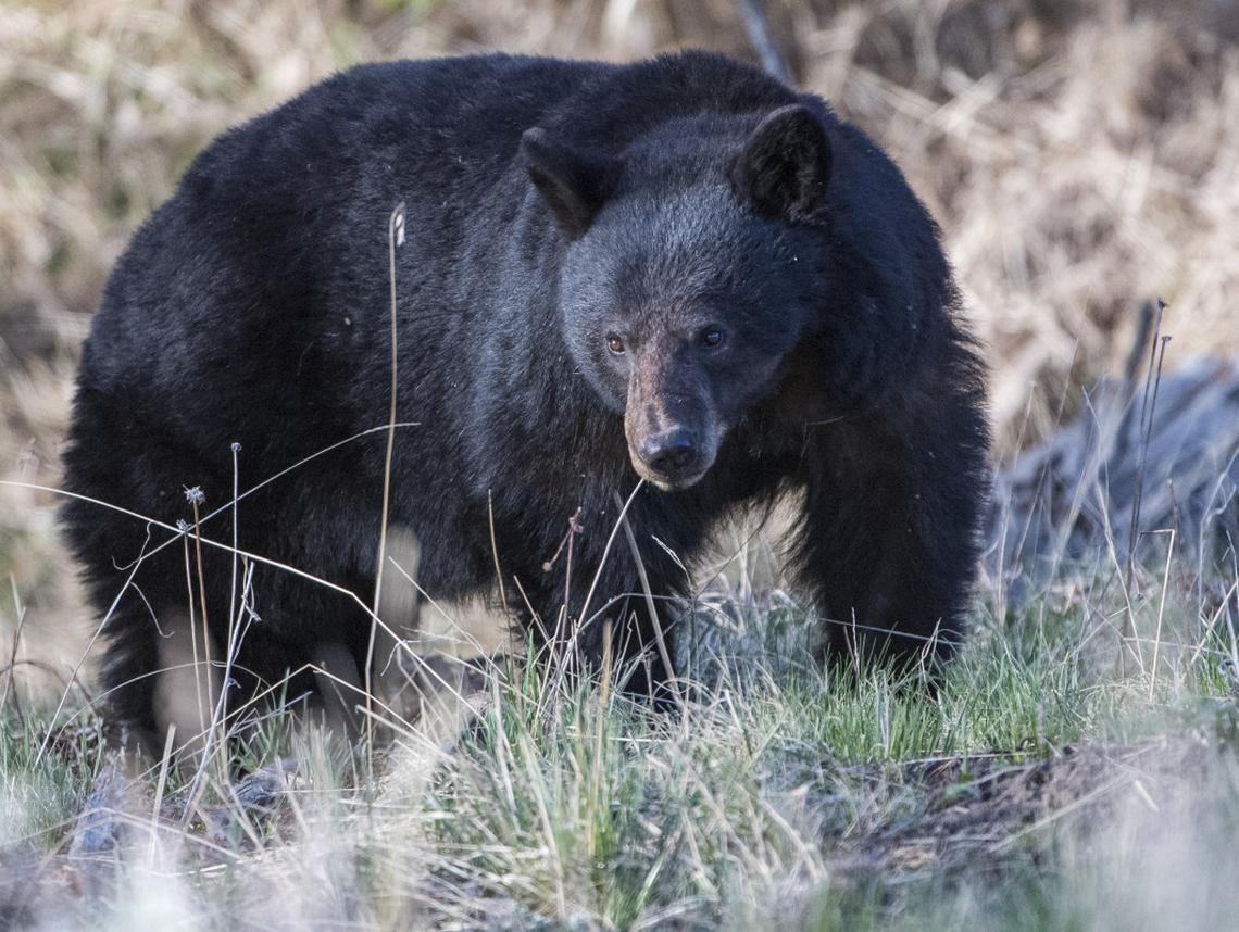 Black bears naturally roam and search for food, sometimes bringing them closer to people. 